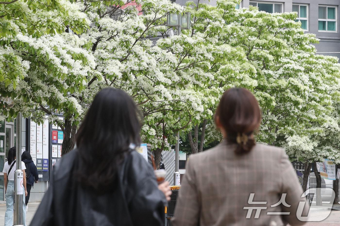본문 이미지 - 시민들이 쌀밥처럼 꽃이 핀 이팝나무 주변을 걸어가고 있다. (자료사진)