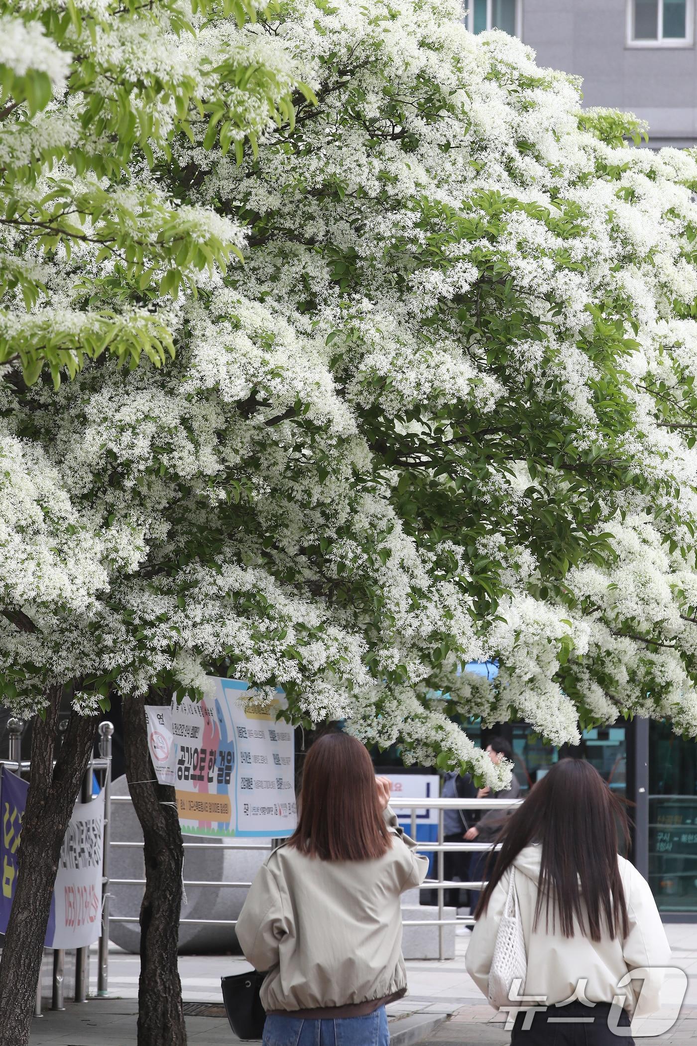 본문 이미지 - 22일 대구 북구의 한 쇼핑몰 앞에서 시민들이 흰 쌀밥처럼 꽃이 핀 이팝나무 아래를 걷고 있다. 2026.4.22 ⓒ 뉴스1 공정식 기자