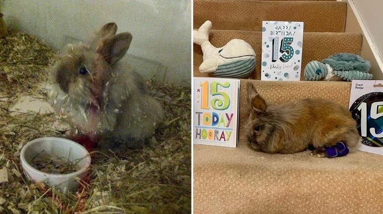 본문 이미지 -  세계최장수 토끼 허비(기네스월드레코드 웹사이트 갈무리)