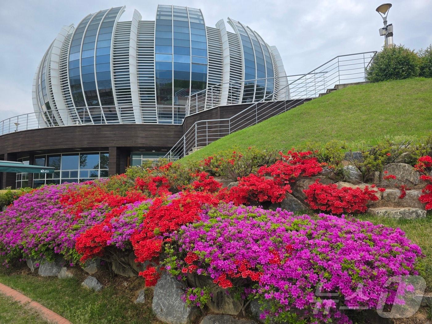 본문 이미지 - 경북 상주시는 23일 올해 4월 경북 상주 중덕지 자연생태공원이 꽃잔디로 물들며 봄 힐링 여행지로 주목받고 있다. ⓒ 뉴스1 김대벽기자