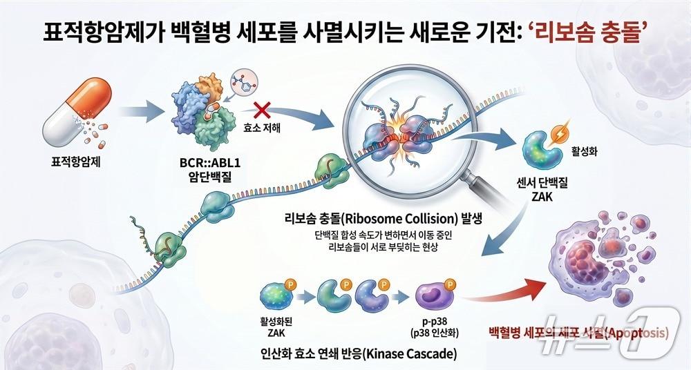 본문 이미지 - 백혈병 항암제 이중 역할 규명 연구 이미지(AI 생성·KAIST 제공) /뉴스1