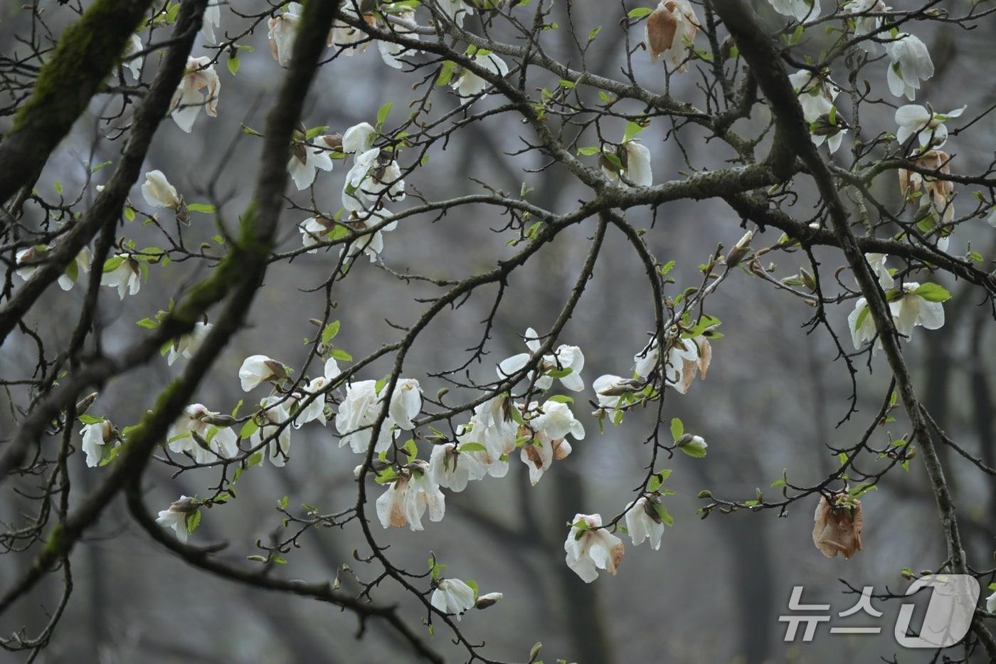 본문 이미지 - 최고령 목련 개화(난대·아열대산림연구소 제공. 재판매 및 DB금지)/뉴스1