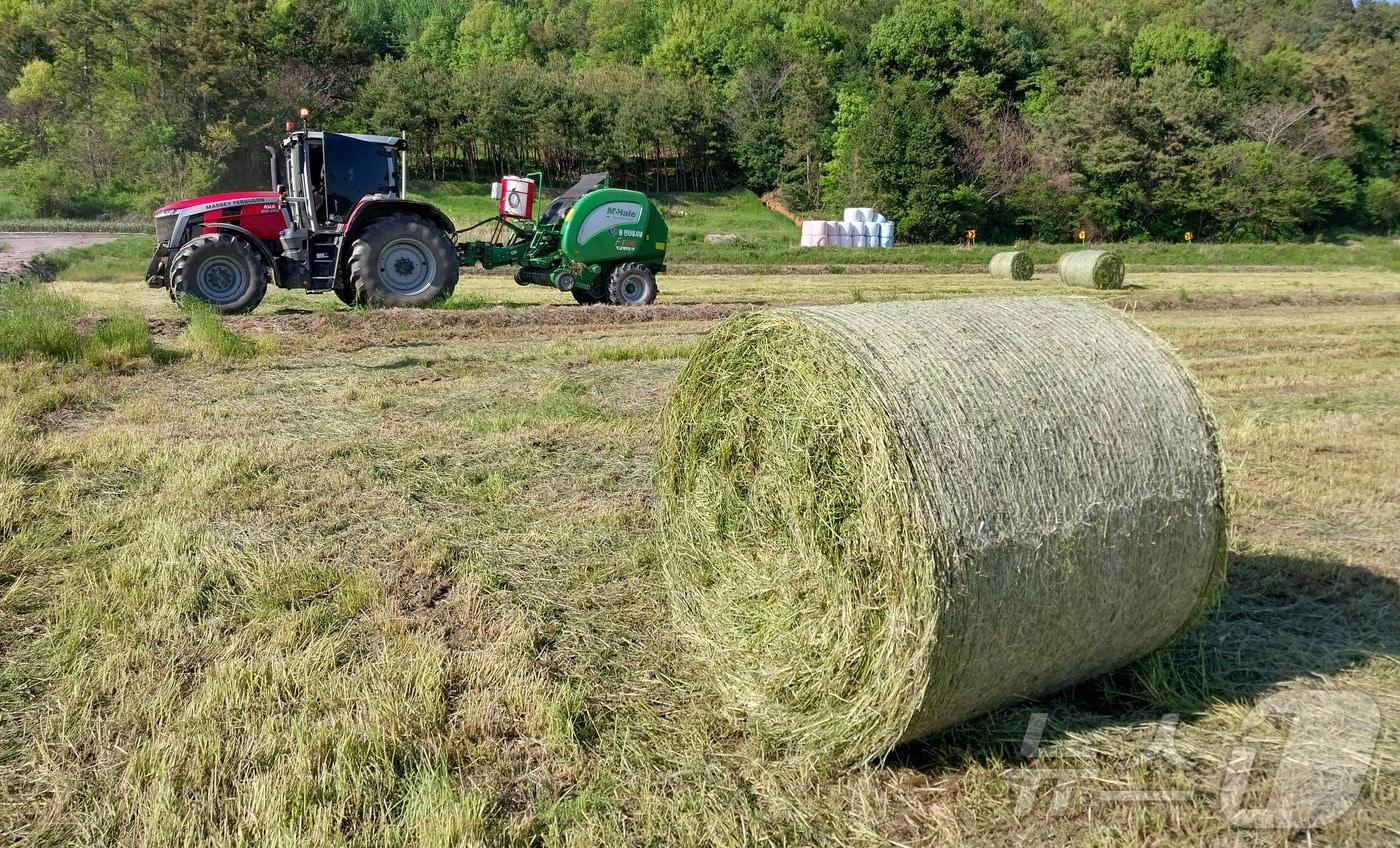 본문 이미지 - 조사료 사일리지 제작.(강진군 제공, 재배포 및 DB 금지) ⓒ 뉴스1