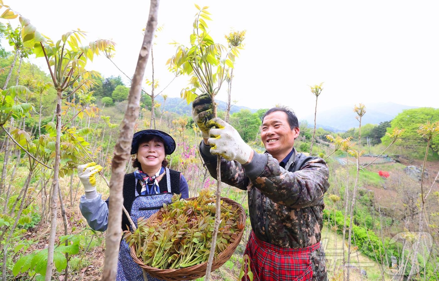 본문 이미지 - 지난 23일 지리산 자락인 경남 함양군 마천면 의중마을에서 장철안 씨 부부가 봄나물의 으뜸으로 꼽히는 옻순을 따고 있는 모습 (함양군 제공. 재판매 및 DB 금지) 