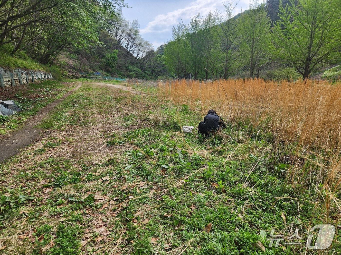 본문 이미지 - 지난  21일  울산 북구 염포동 현대자동차 사격장에서  인근 주민이 쑥을  캐고 있다.2026.4.21 ⓒ 뉴스1 김재식 기자