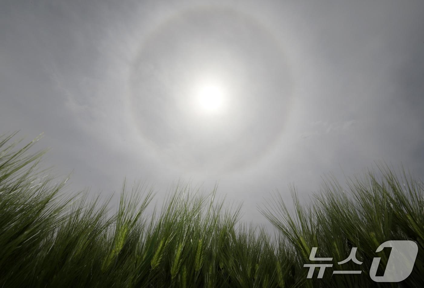 본문 이미지 - 경남 함안군 함안강나루생태공원 위 하늘에 해무리가 떠 있다. 해무리는 대기 중 수증기가 굴절돼 태양 주변으로 둥근 원 모양이 나타나는 현상이다. 2026.4.23 ⓒ 뉴스1 윤일지 기자