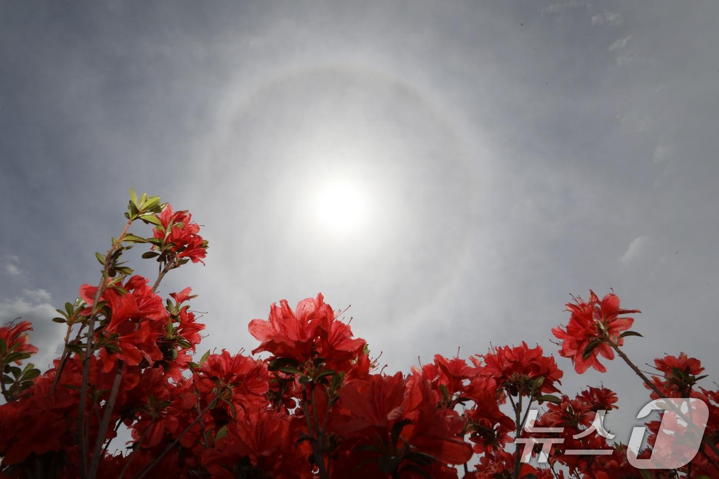본문 이미지 - 23일 오후 경남 함안군 함안강나루생태공원 위 하늘에 해무리가 떠 있다. 해무리는 대기 중 수증기가 굴절돼 태양 주변으로 둥근 원 모양이 나타나는 현상이다. 2026.4.23 ⓒ 뉴스1 윤일지 기자