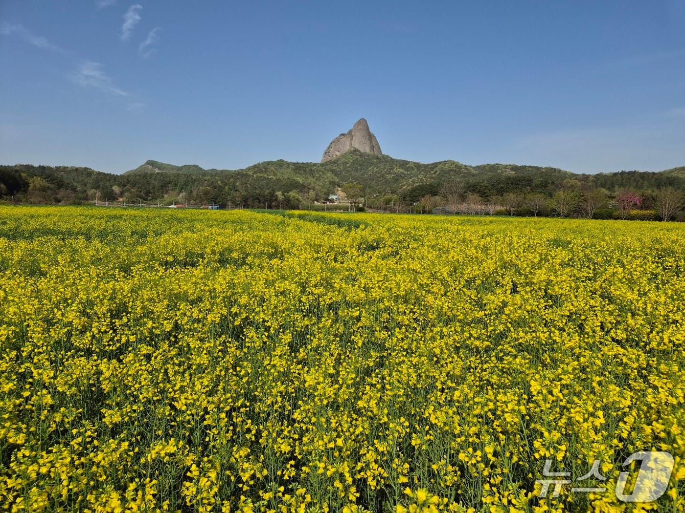 본문 이미지 - 전북 진안군 농업기술센터 내 약 5000㎡ 규모 부지에 봄의 전령사인 유채꽃이 만개하며 방문객들의 눈길을 사로잡고 있다.(진안군제공, 재판매 및 DB금지)2026.4.23/뉴스1