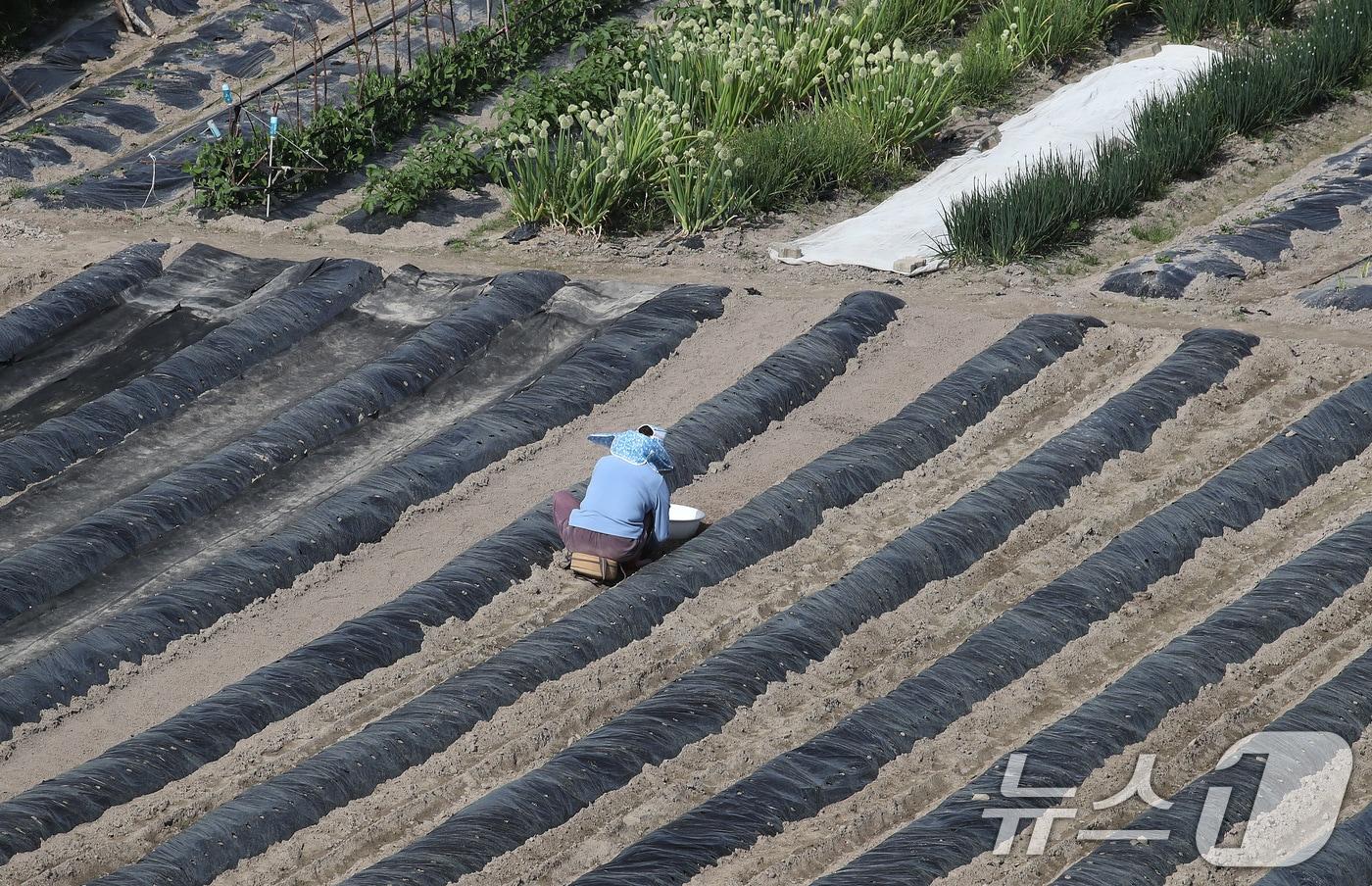본문 이미지 - 23일 대구 수성구 들녘에서 한 농민이 보온용 비닐을 덮어둔 밭을 손질하며 농사를 준비하고 있다. 중동 사태 이후 비닐 값이 뛰어 농가에 큰 부담이 되고 있다. 2026.4.23 ⓒ 뉴스1 공정식 기자