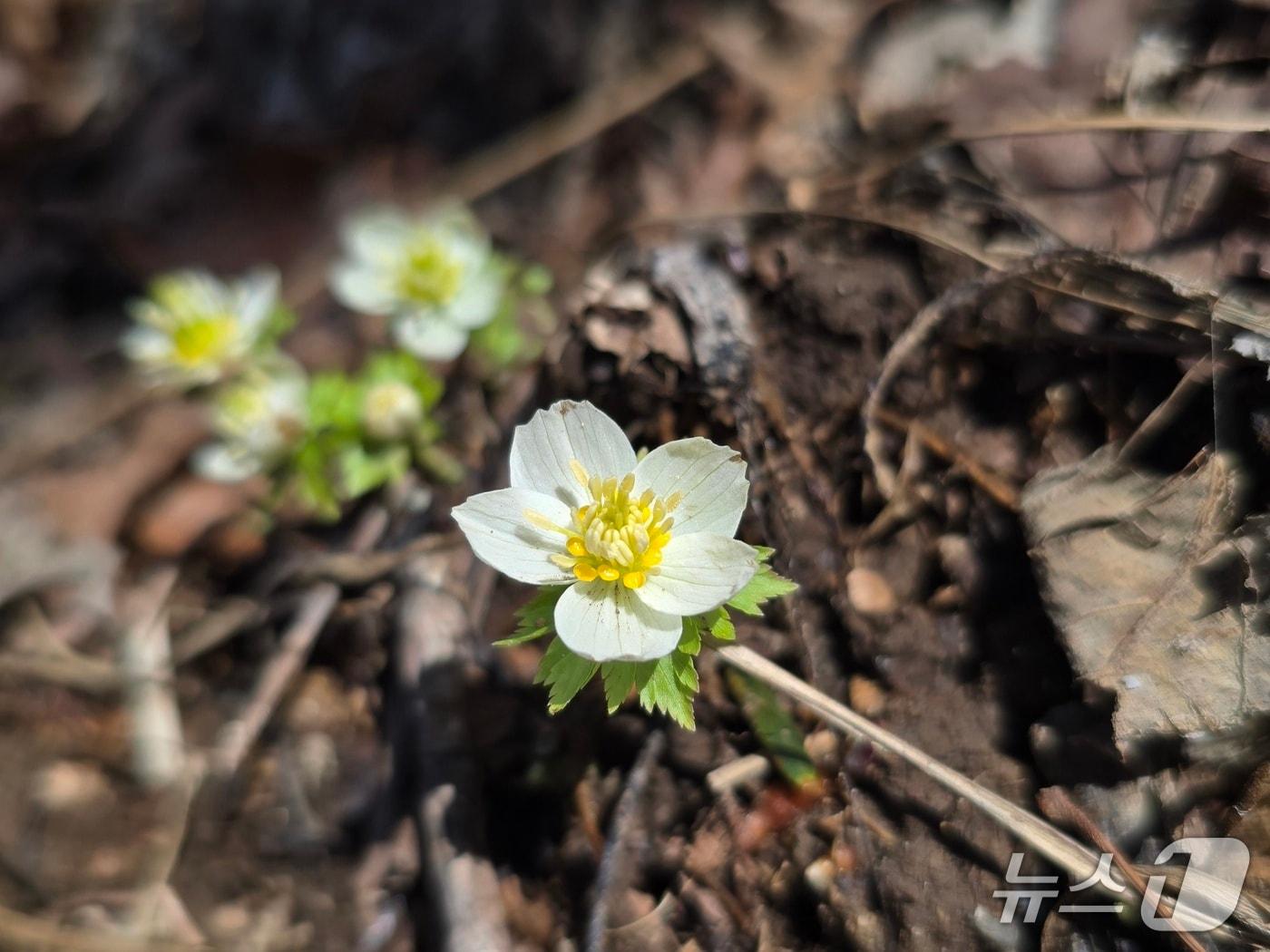 본문 이미지 - 소백산 비로봉과 연화봉 일대에서 세계 최대 규모의 군락지를 형성하고 있는 '모데미풀'(소백산 국립공원 제공. 재판매 및 DB금지) 