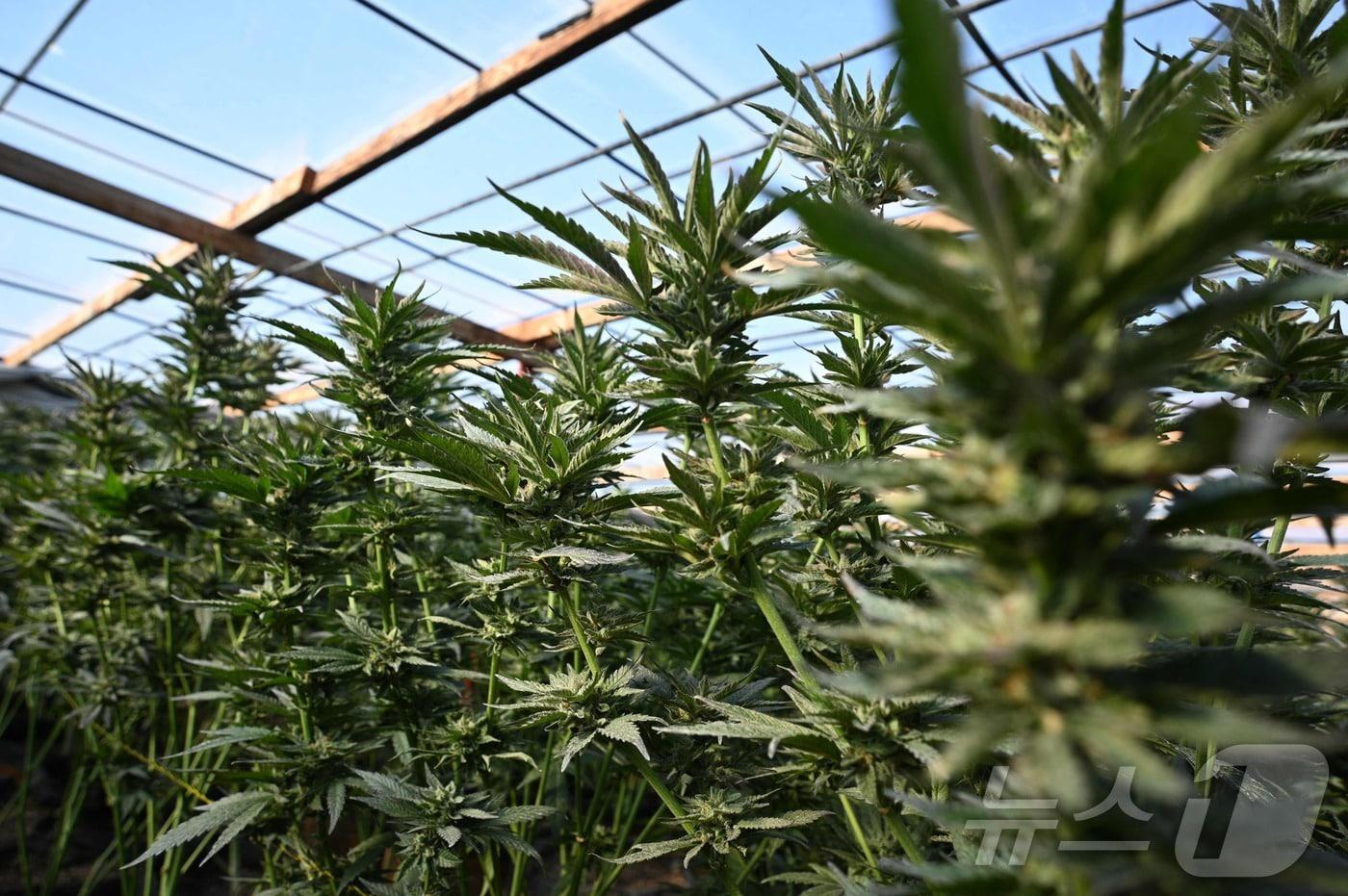 본문 이미지 -  2024년 3월 29일 미국 캘리포니아주 남부 뉴베리 스프링스에서 샌버나디노 카운티 보안관들이 불법 대마 재배지를 급습하는 과정에서 마리화나 식물이 발견됐다. 2024.03.29. ⓒ AFP=뉴스1