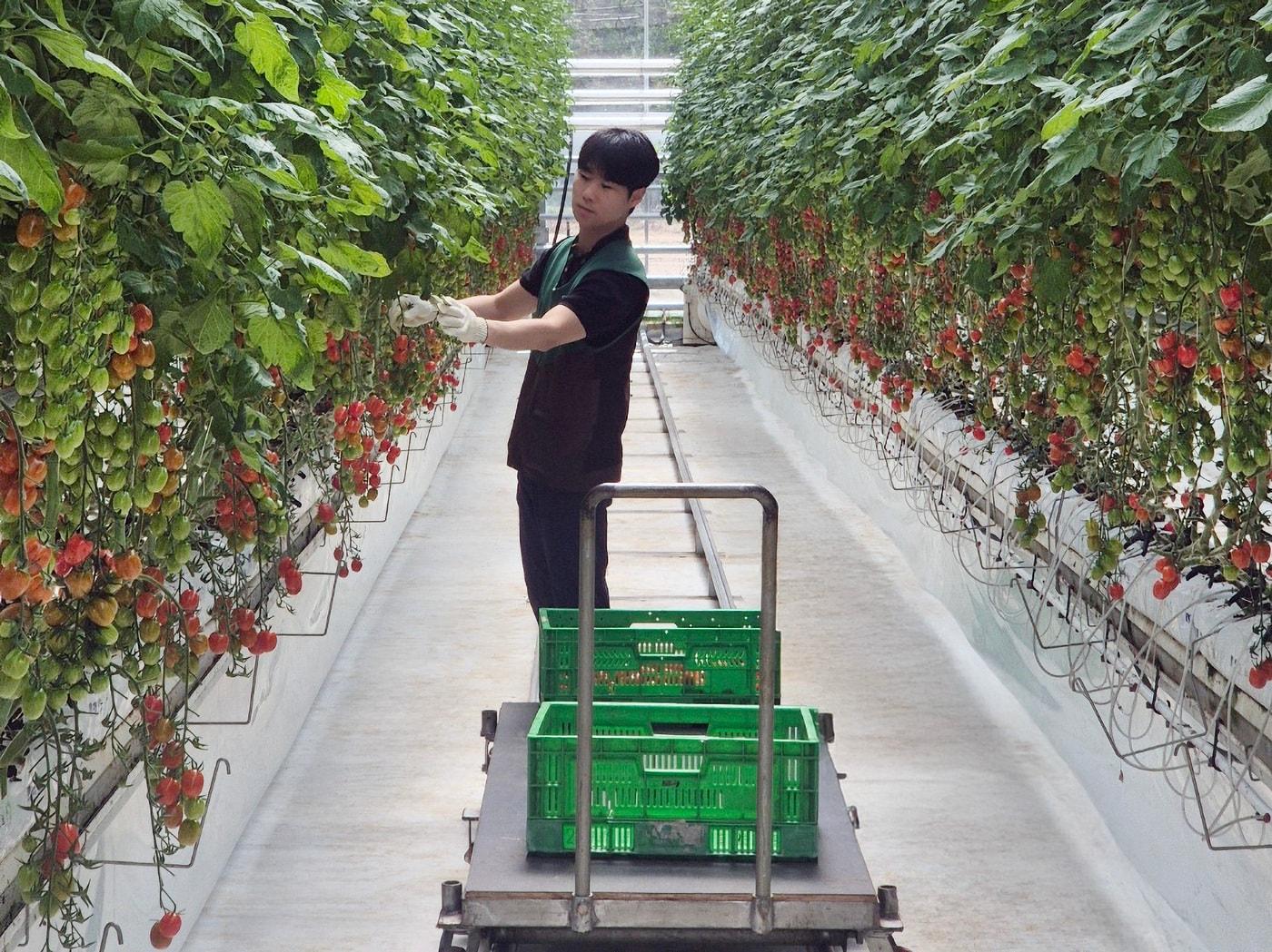본문 이미지 - GS리테일 임직원이 푸르메소셜팜에서 토마토를 수확하고 있다.(GS리테일 제공)