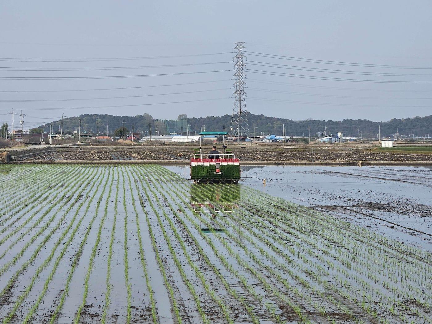 본문 이미지 - 서천군 첫 모내기 모습.(군 제공. 재판매 및 DB금지)/뉴스1