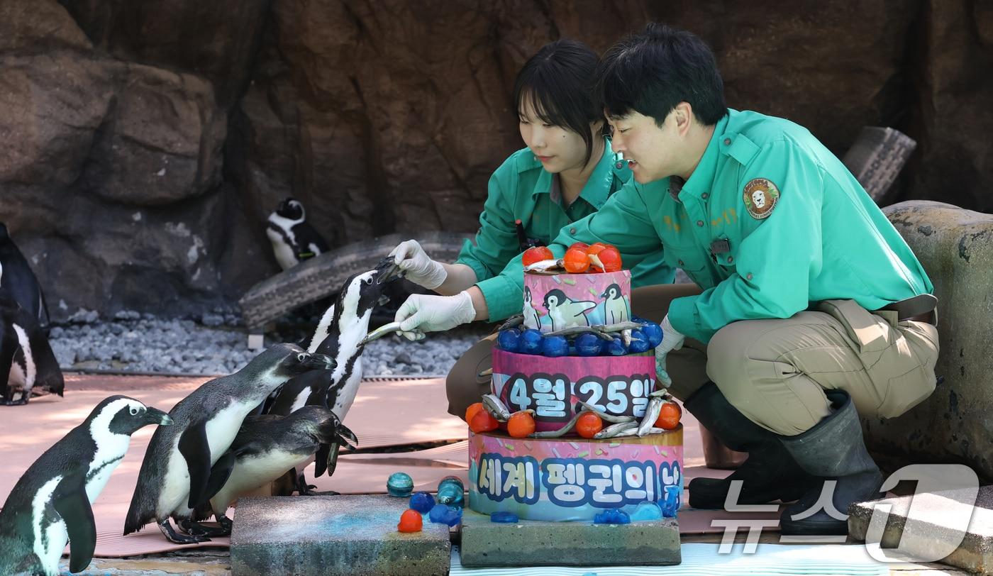 본문 이미지 - 세계 펭귄의 날을 하루 앞둔 24일 경기 용인시 처인구 에버랜드 펭귄아일랜드에서 주키퍼들이 아프리카 펭귄들에게 양미리가 올라간 케이크를 특식으로 주고 있다. ⓒ 뉴스1 김영운 기자