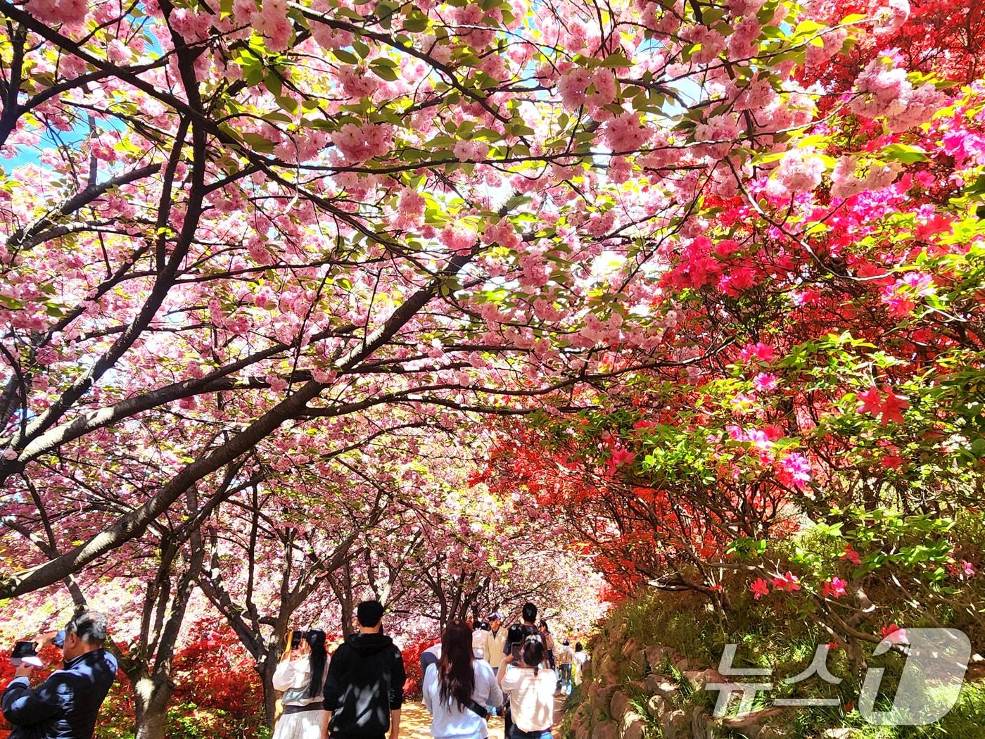 본문 이미지 - 완연한 봄 날씨를 보인 24일 전북 전주시 완산공원 꽃동산에 상춘객들의 발길이 이어지고 있다. 2026.4.24 ⓒ 뉴스1 임충식 기자