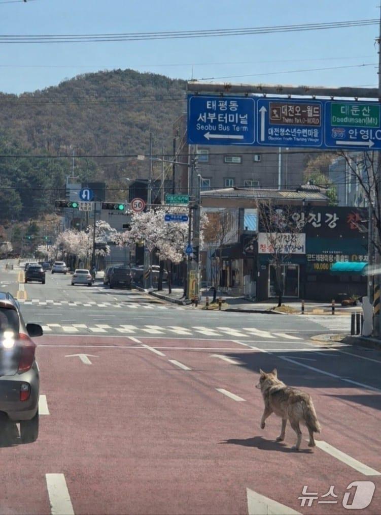본문 이미지 - 늑구가 오월드 동물원을 탈출한 8일 수색 당국에 제보된 가짜 사진(대전소방본부 제공. 재판매 및 DB금지)