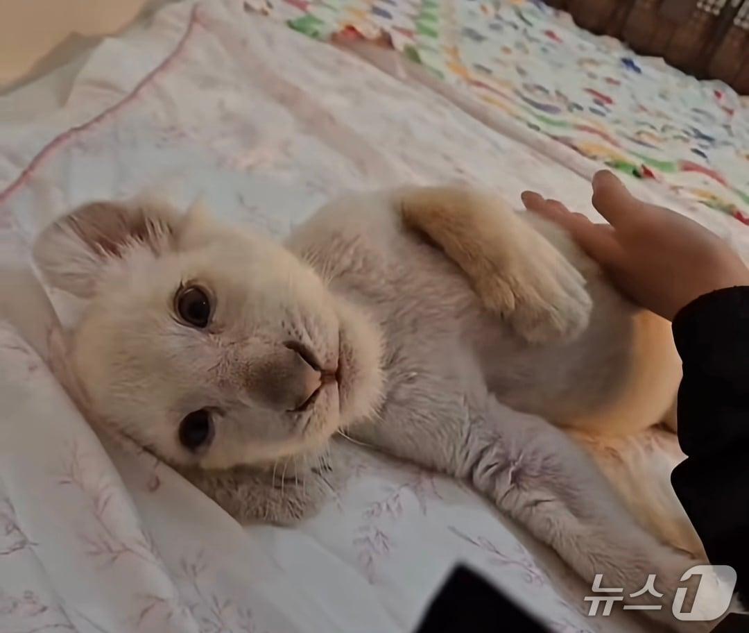 본문 이미지 - 백사자 보문이(대전아쿠아리움 인스타그램 갈무리. 재판매 및 DB금지)