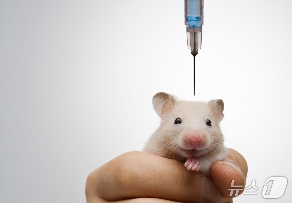 본문 이미지 - 실험쥐(사진 클립아트코리아) ⓒ 뉴스1
