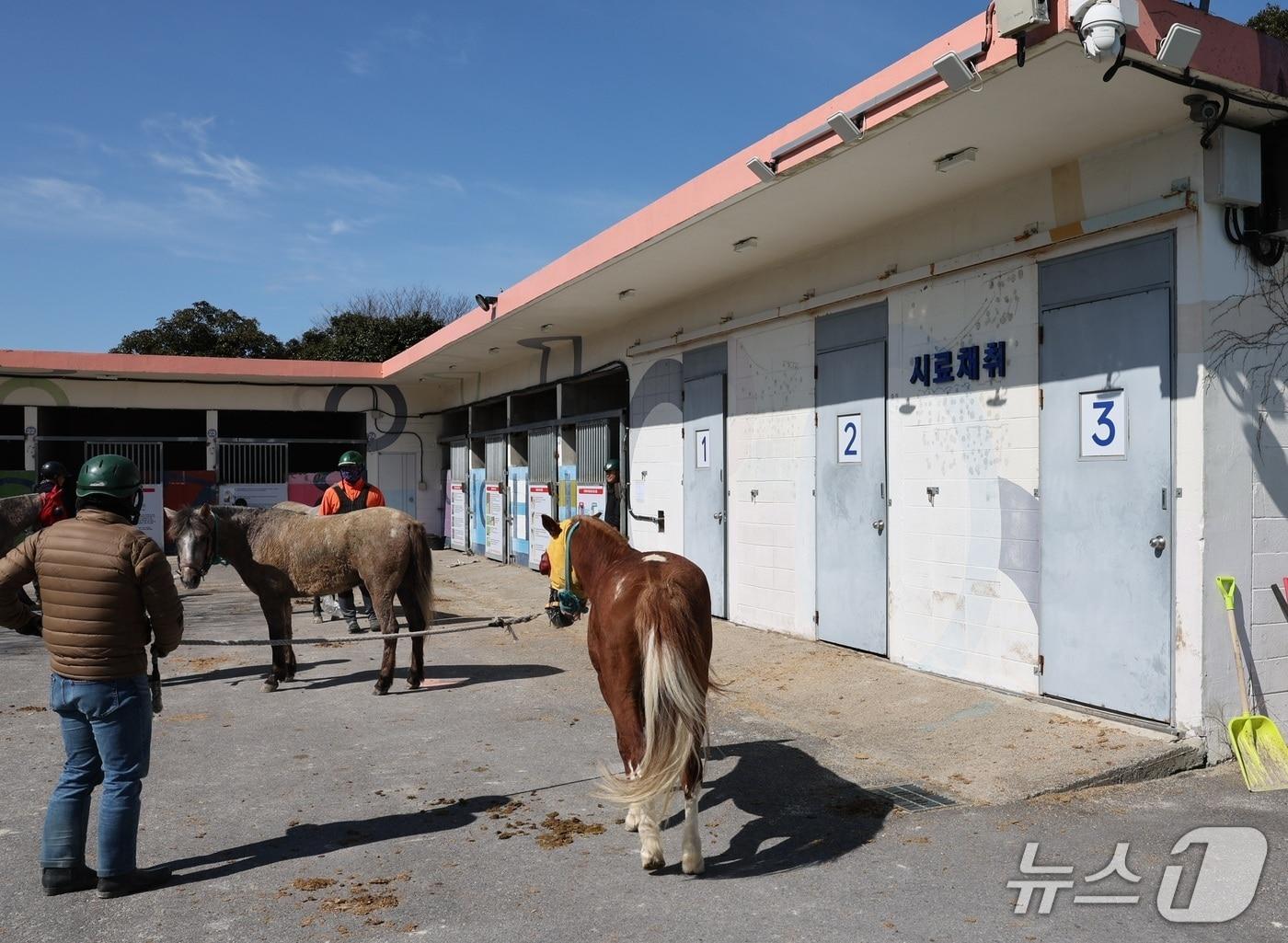 본문 이미지 - 제주경마장 내 경주마(한국마사회 제주본부 제공. 재판매 및 DB금지)/뉴스1