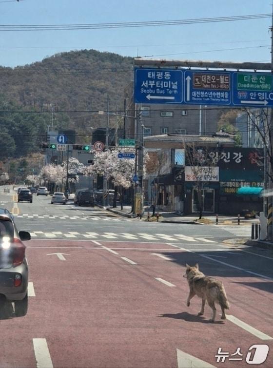 본문 이미지 - 늑구가 오월드 동물원을 탈출한 8일 수색 당국에 제보된 가짜 사진(대전소방본부 제공. 재판매 및 DB금지)