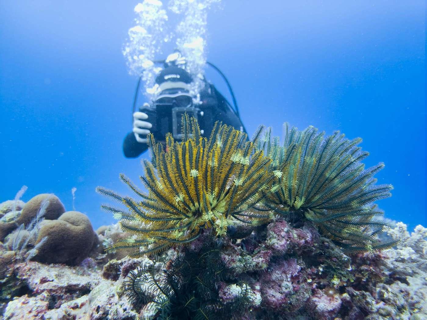 본문 이미지 - 삼성전자 산호초 복원 프로젝트 ‘코랄 인 포커스’(삼성전자 제공. 재판매 및 DB금지)2026.4.26 ⓒ 뉴스1 