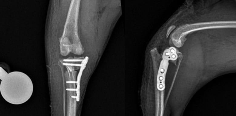 본문 이미지 - TPLO 수술을 받은 반려견 영상 사진(예은동물의료센터 제공) ⓒ 뉴스1