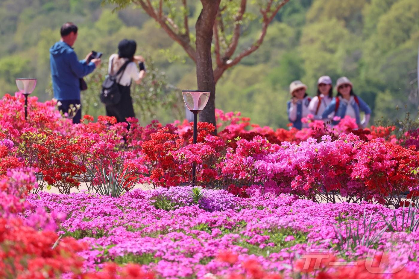 본문 이미지 - 27일 전북 임실군 옥정호 붕어섬에 철쭉과 꽃잔디 등이 활짝 피어 관광객들의 시선을 사로 잡고 있다.(임실군제공, 재판매 및 DB금지)2026.4.27 ⓒ 뉴스1 김동규 기자