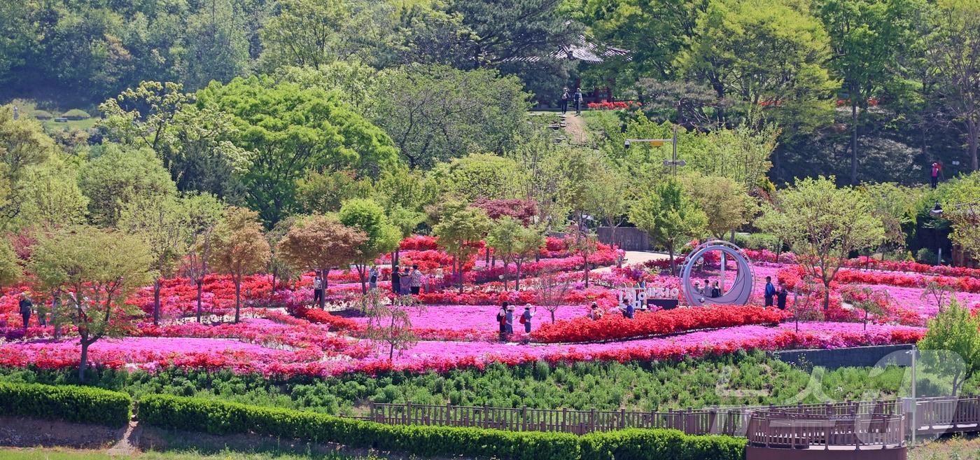 본문 이미지 - 27일 전북 임실군 옥정호 붕어섬 요산공원에 봄꽃이 만개해 주말 많은 관광객들이 이곳을 찾았다.(임실군제공. 재판매 및 DB금지)2026.4.27 ⓒ 뉴스1 김동규 기자