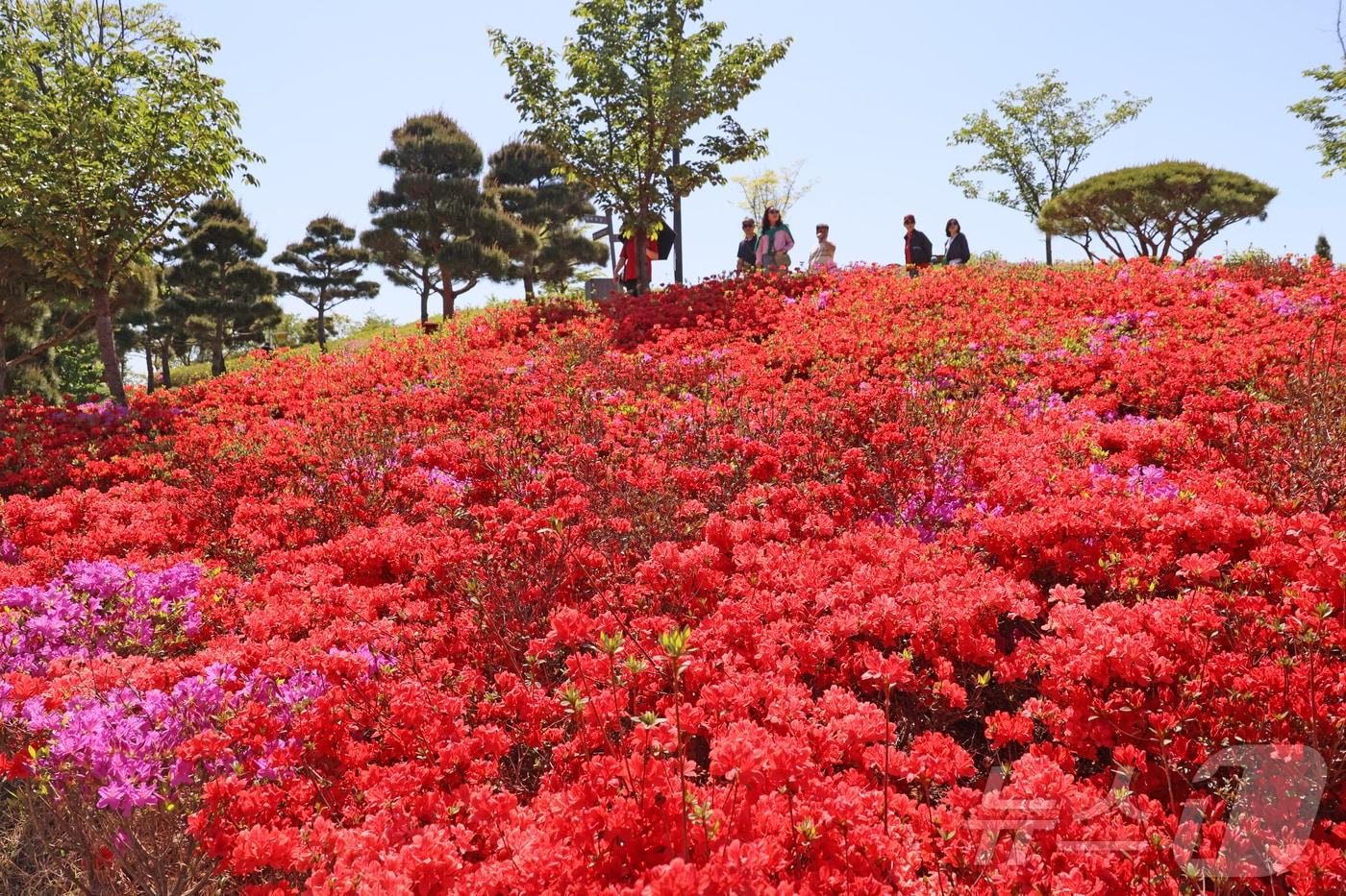 본문 이미지 - 27일 전북 임실군 옥정호 붕어섬에 철쭉이 만개했다. 주말 나들이객들로 붕어섬이 북적였다.(임실군제공. 재판매 및 DB금지)2026.4.27 ⓒ 뉴스1 김동규 기자