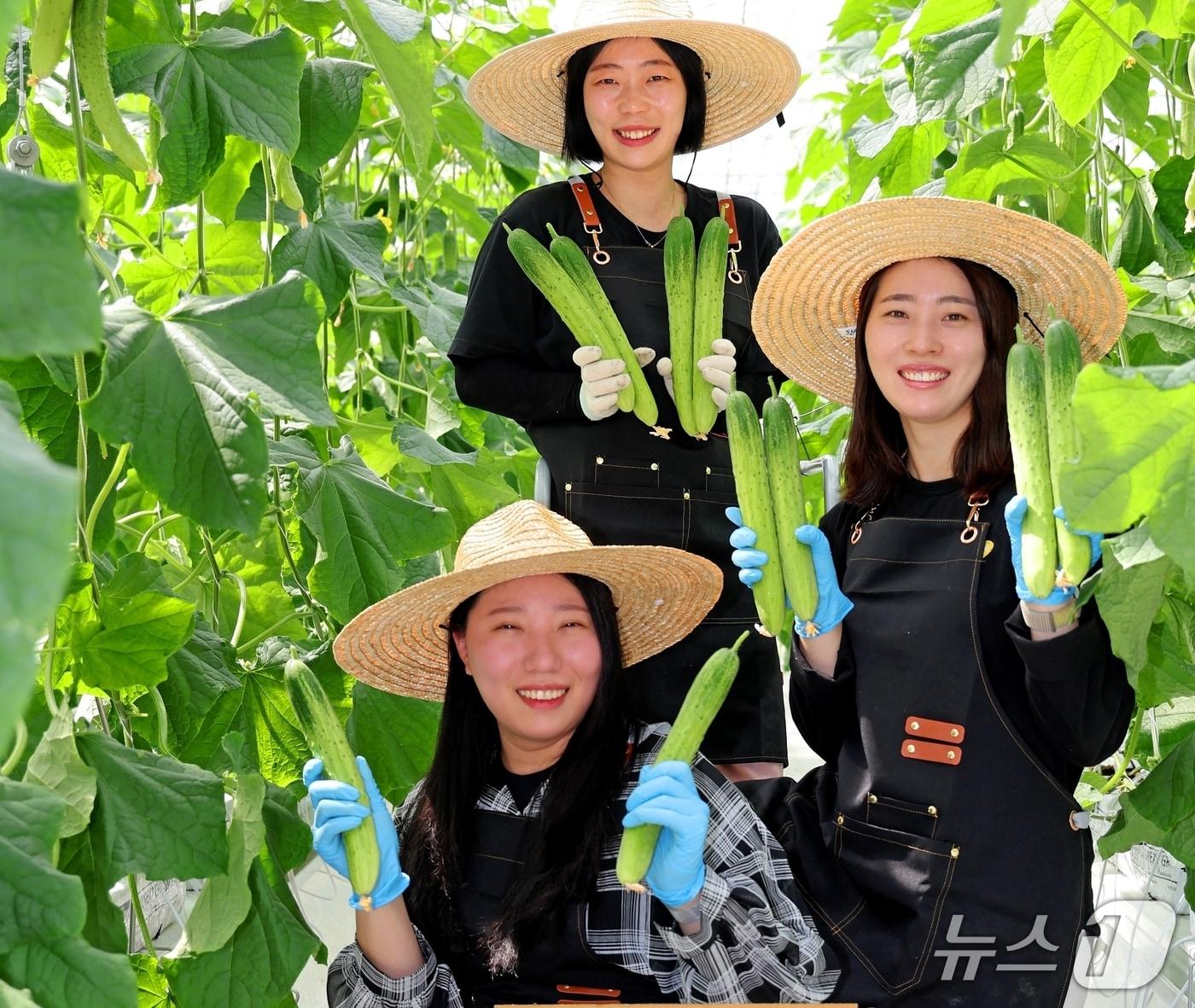 본문 이미지 - 직접 키운 오이를 수확하고 있는 괴산 스마트팜 '오이유 농장' 여성 쳥년 농업인들(괴산군 제공. 재판매 및 DB금지)