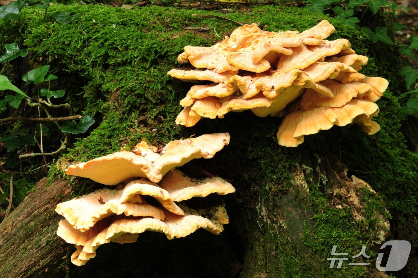 본문 이미지 - 붉은덕다리버섯(국립산림과학원, 제공.재판매 및 DB금지)/뉴스1