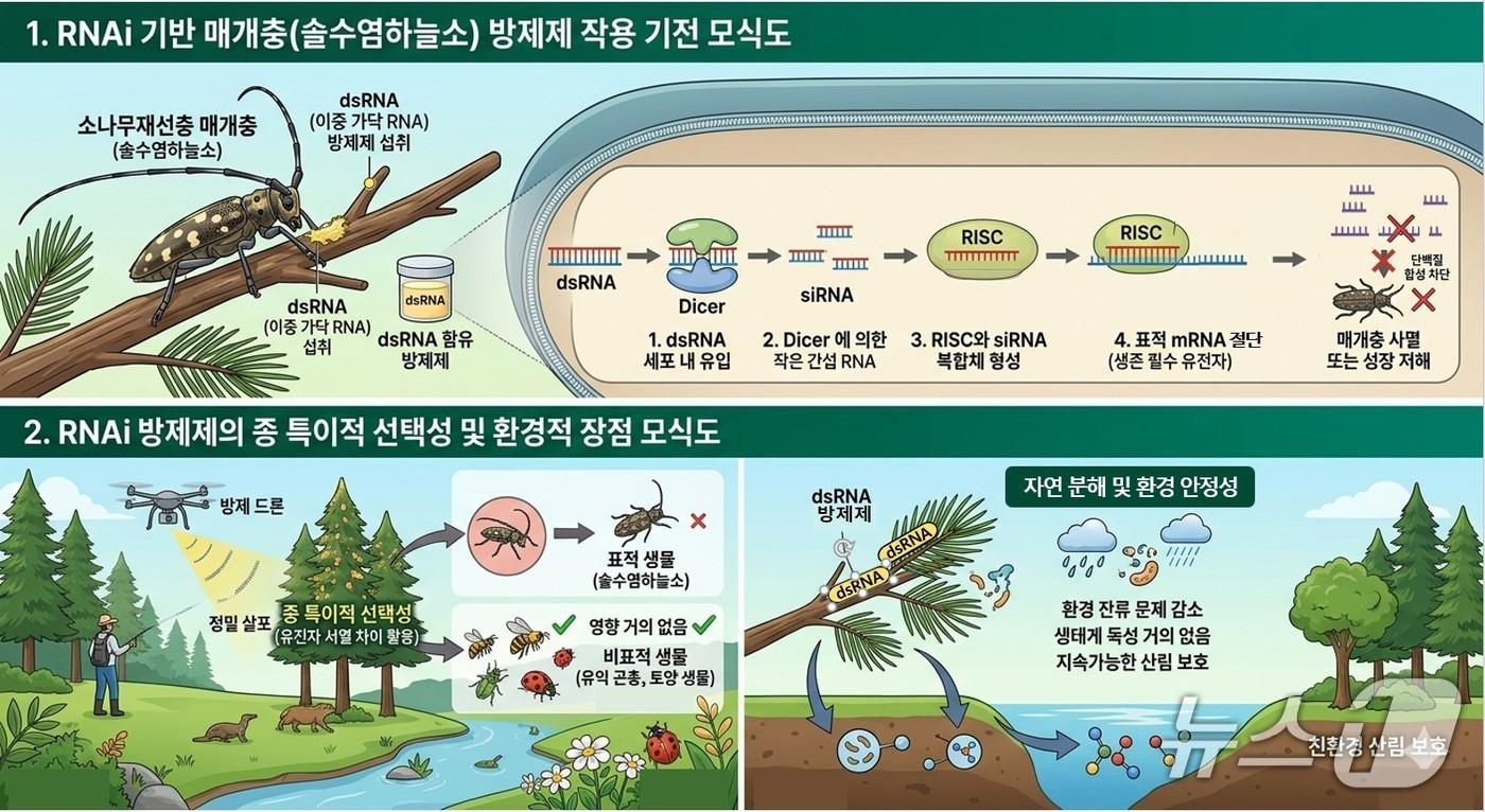 본문 이미지 - RNAi 모식도