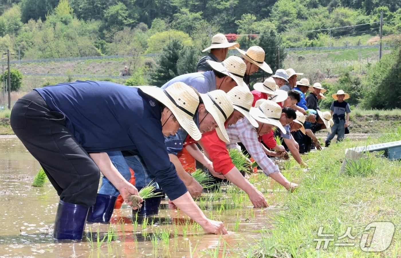 본문 이미지 - 괴산군 연풍면에서 27일 올해 첫 모내기를 하고 있다(괴산군 제공. 재판매 및 DB금지)