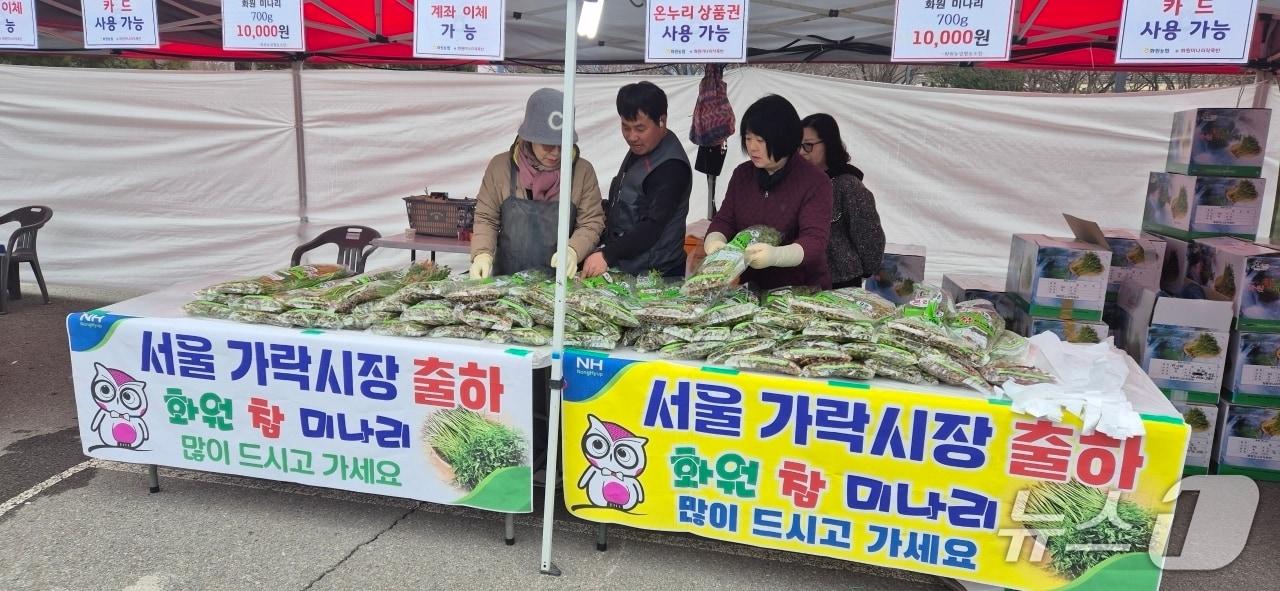 본문 이미지 - 대구 달성군 '화원 참미나리'가 서울 가락시장에서 3개월 동안 31.8톤 어치나 팔렸다.(대구 달성군 제공. 재판매 및 DB금지)