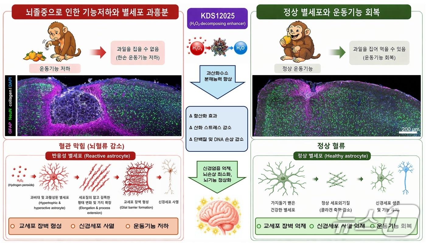 본문 이미지 - 허혈성 뇌졸중에서 별세포의 1형 콜라겐 생성 및 신경세포 사멸 모식도(기초과학연구원 제공) /뉴스1