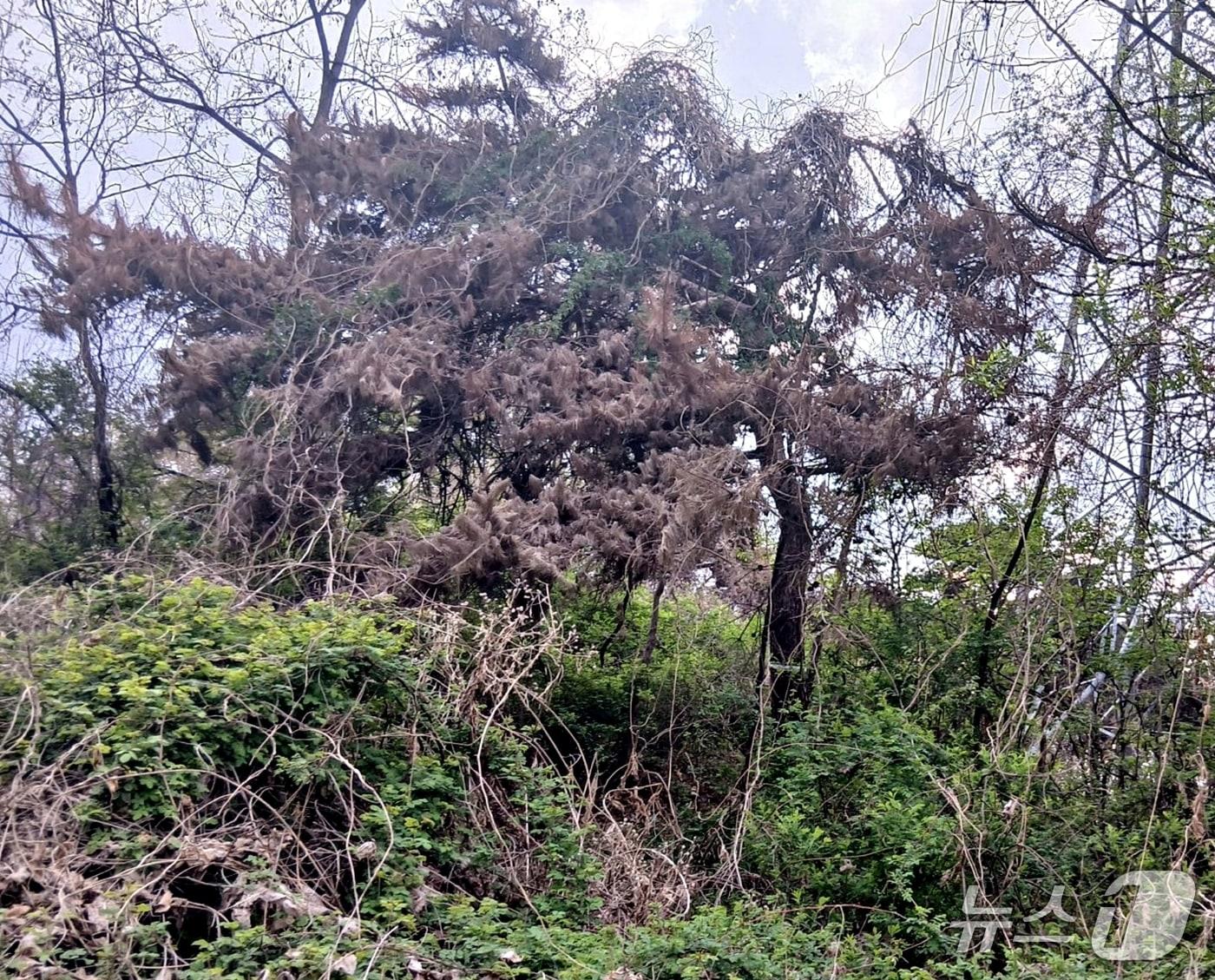 본문 이미지 - 괴산 사리면 방축리 소나무재선충병 발생목(괴산군 제공. 재판매 및 DB금지)