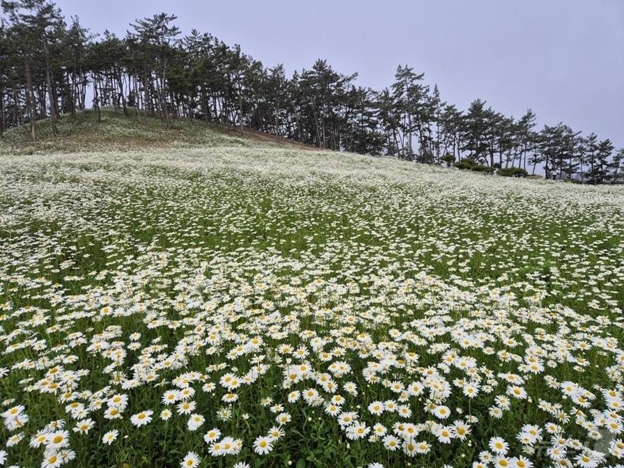 본문 이미지 - 2025년 섬 샤스타데이지 축제 (신안군 제공. 재판매 및 DB금지) ⓒ 뉴스1 