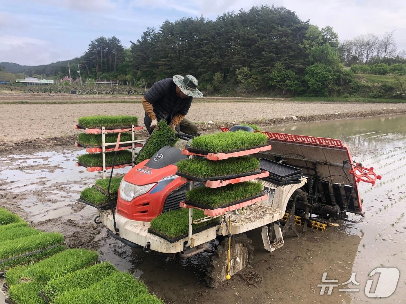 본문 이미지 - 강릉시, 27일 주문진읍 장덕리서 해들벼·설향찰 첫 모내기.(강릉시 제공, 제판매 및 DB 금지) 2026.4.27/뉴스1