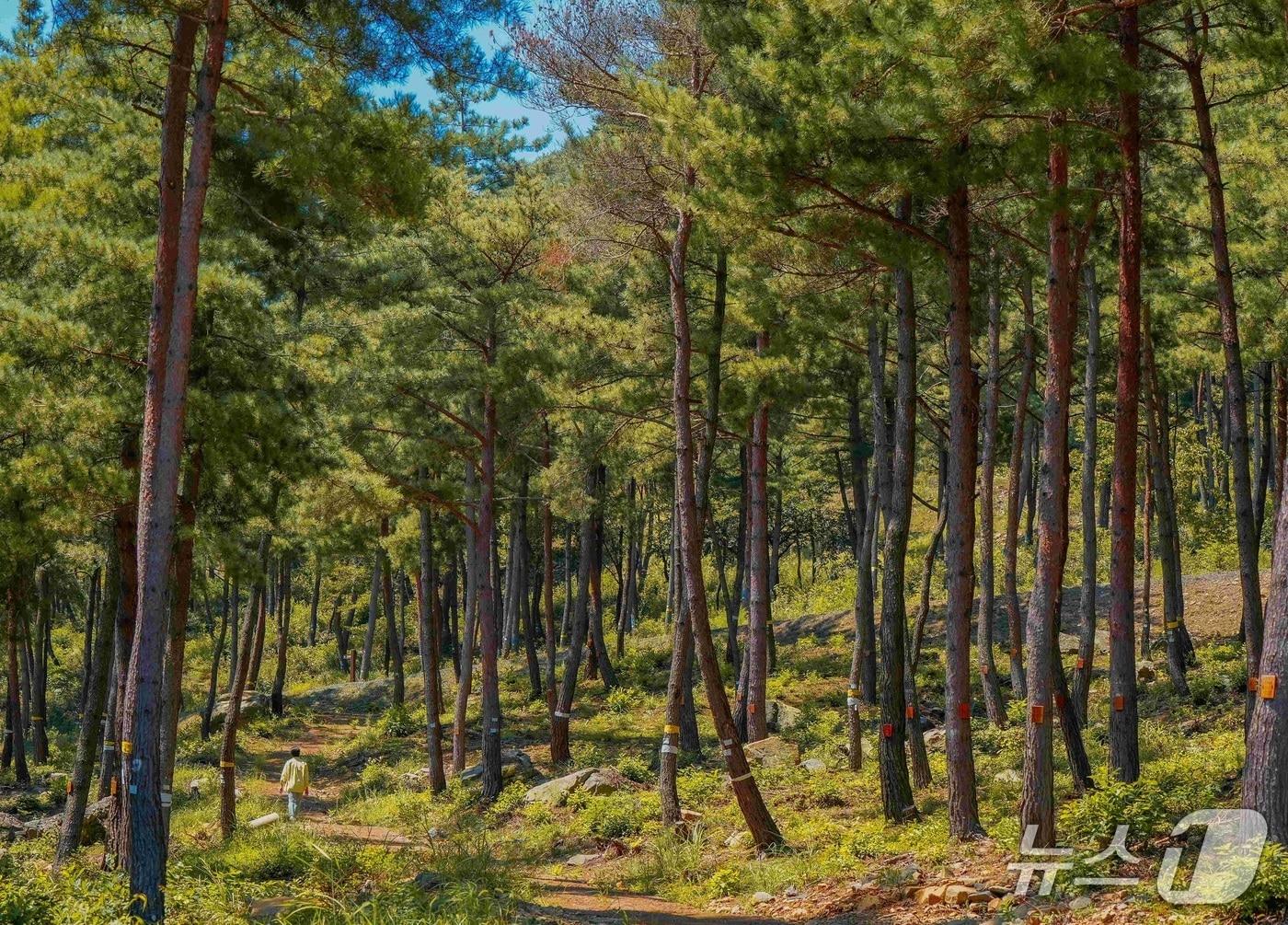 본문 이미지 - 충청남도 보령시 국립 수목장림 ‘기억의숲’(산림청 제공.재판매 및 DB금지)/뉴스1