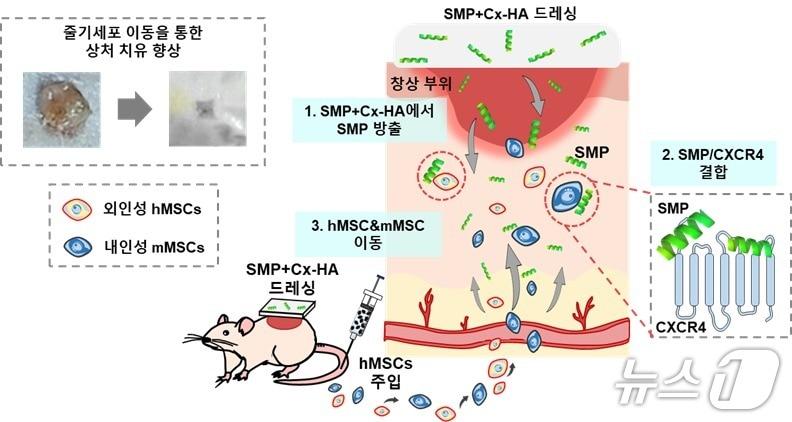 본문 이미지 - 줄기세포 이동, 정착, 재생까지 제어하는 차세대 액티브 저비용 드레싱 모식도. (아주대 제공. 재판매 및 DB 금지) 2026.4.27/뉴스1 