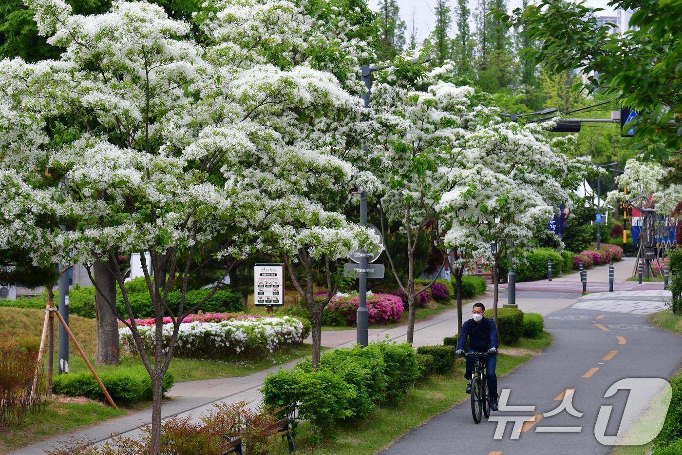 본문 이미지 - 28일 경북 포항시 남구 대잠동 철길 숲에서 이팝나무가 만개해 시민들의 눈길을 사로잡고 있다. 2026.4.28 ⓒ 뉴스1 최창호 기자