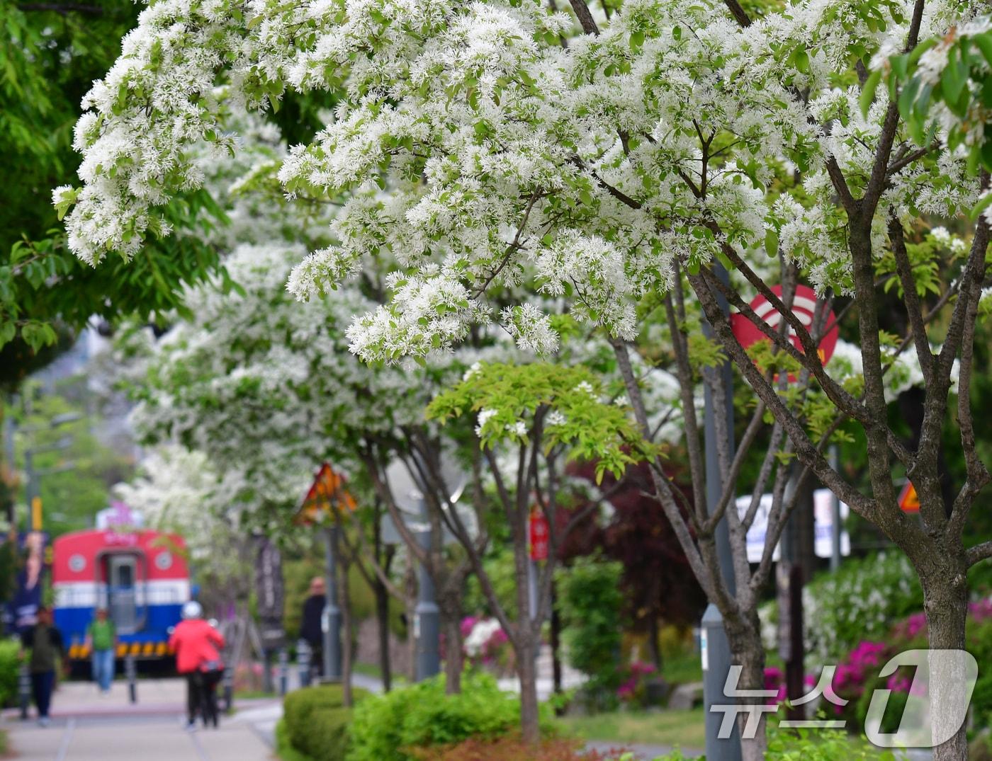 본문 이미지 - 28일 경북 포항시 남구 대잠동 철길숲에 이팝나무가 만개했다. 2026.4.28 ⓒ 뉴스1 최창호 기자