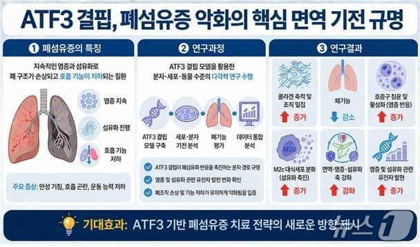 본문 이미지 - 국내 연구진이 특발성 폐섬유증을 악화시키는 면역 기전을 규명했다. 사진은 인공지능(AI)으로 제작된 ATF3 결핍, 폐섬유증 악화의 핵심 면역 기전 설명 자료. (질병관리청 국립보건연구원 제공) 