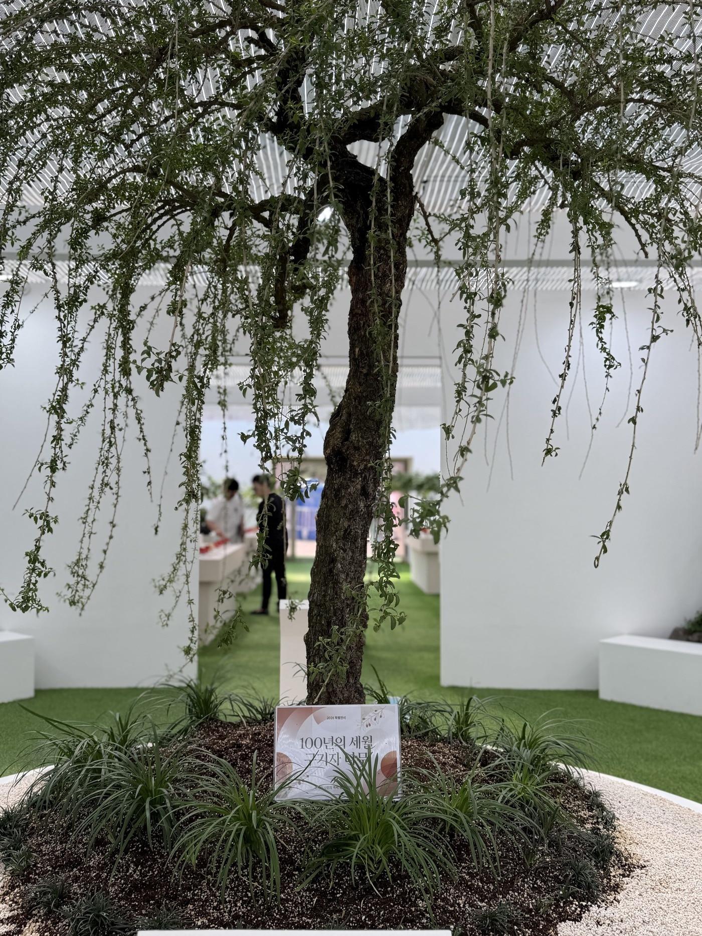 본문 이미지 - 100년 된 구기자나무(태안박람회 조직위 제공. 재판매 및 DB금지)/뉴스1