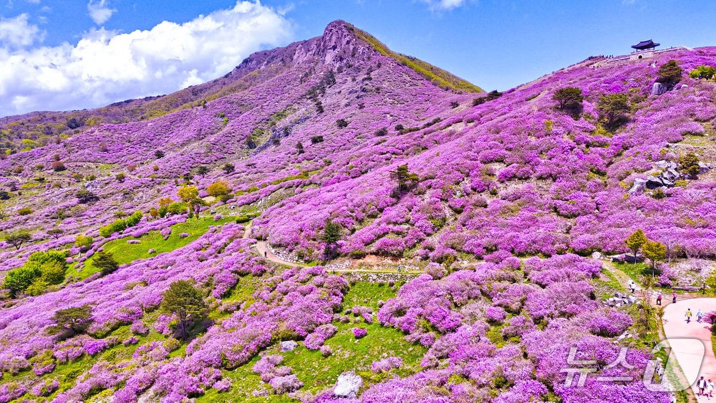 본문 이미지 - 산청 황매산 철쭉(산청군 제공. 재판매 및 DB금지).