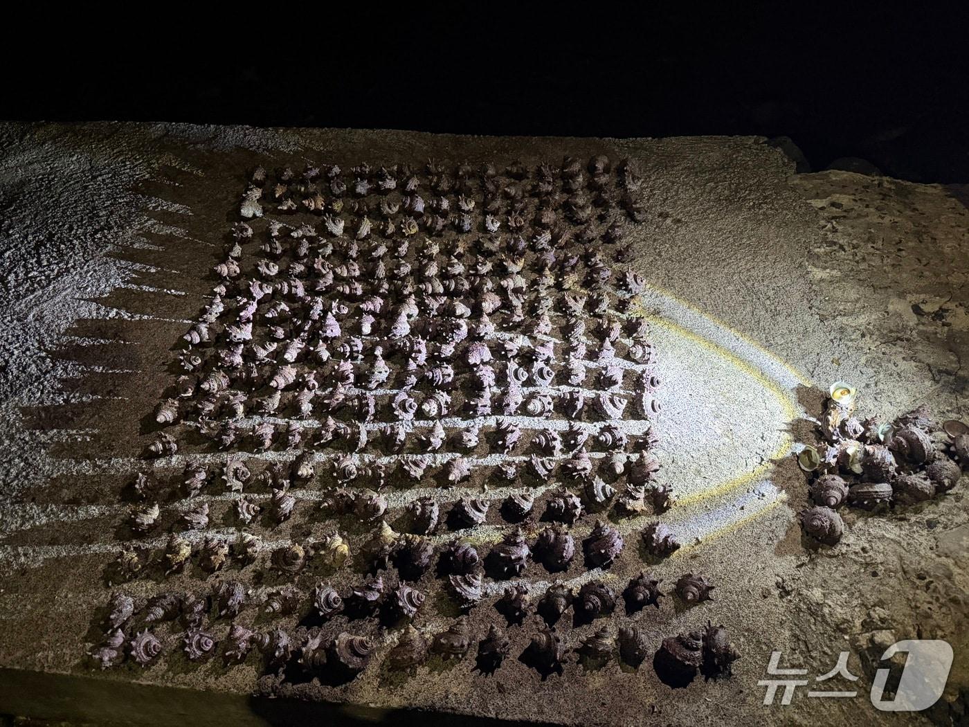 본문 이미지 - 불법 채취 소라(제주해경서 제공. 재판매 및 DB금지)/뉴스1