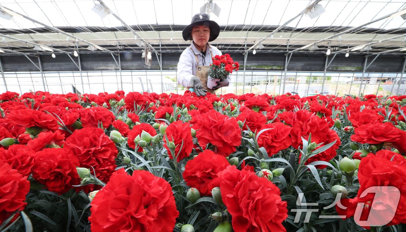 본문 이미지 - 5월 가정의 달을 사흘 앞둔 28일 경기 용인시 처인구 남사읍의 한 화훼농원에서 관계자가 카네이션 출하 준비를 하고 있다. 2026.4.28 ⓒ 뉴스1 김영운 기자