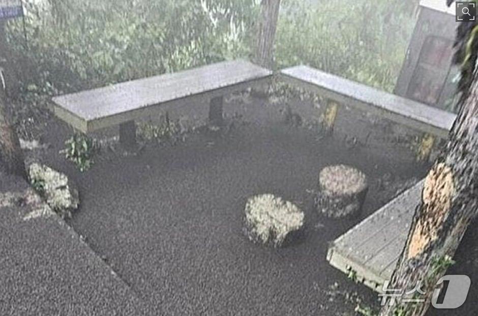 본문 이미지 - 지난해 6월 사회관계망서비스(SNS)에 올라온 인천시 계양산 러브버그 사진 / 뉴스1 ⓒ News1