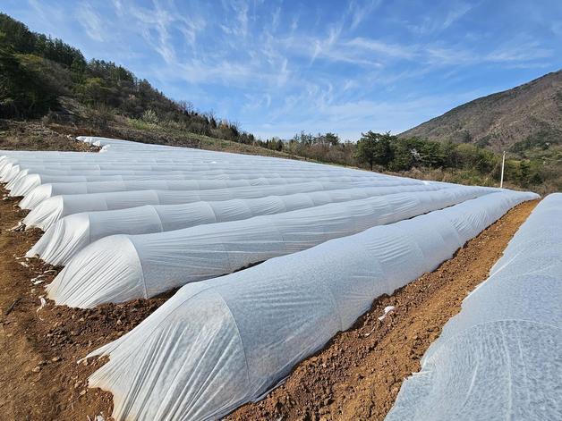 본문 이미지 - 단양군 노지수박 부직포 터널재배 모습(단양군 제공. 재판매 및 DB금지)