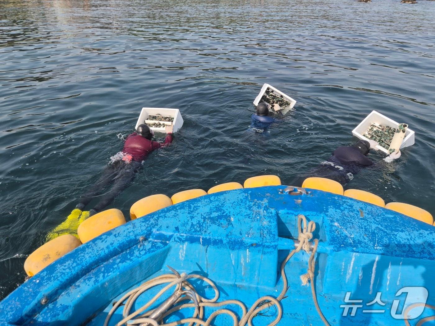 본문 이미지 - 울산 북구 어촌계 소속 해녀들이 전복 종자를 배치하고 있다.(울산 북구 제공. 재판매 및 DB금지)/뉴스1